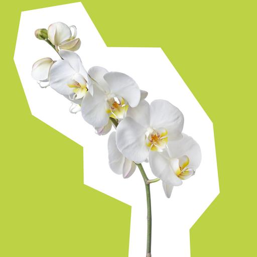 orchid-cut-out