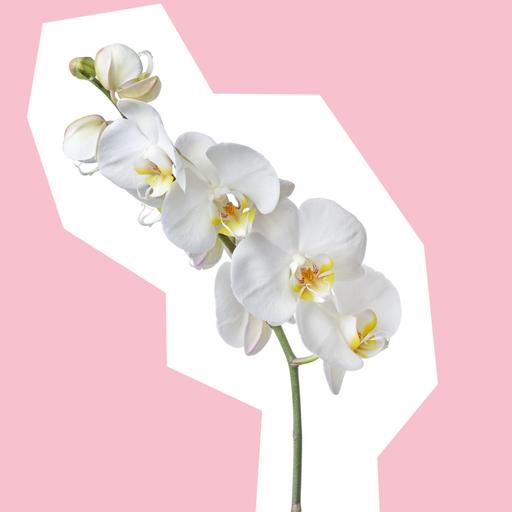 orchid-cut-out