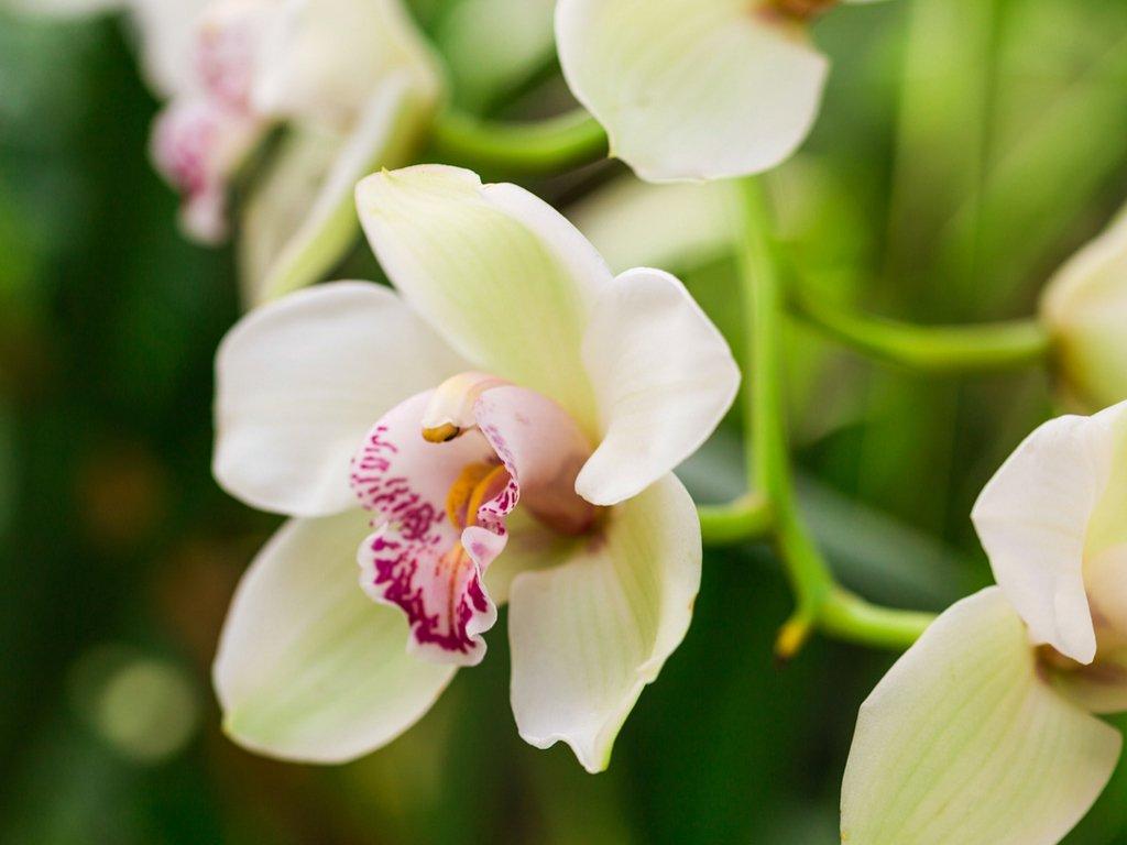 orchid-white-open-flowers