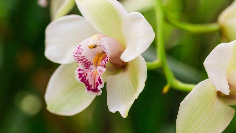 orchid-white-open-flowers