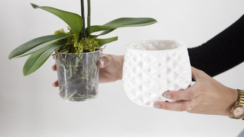 orchidCare1