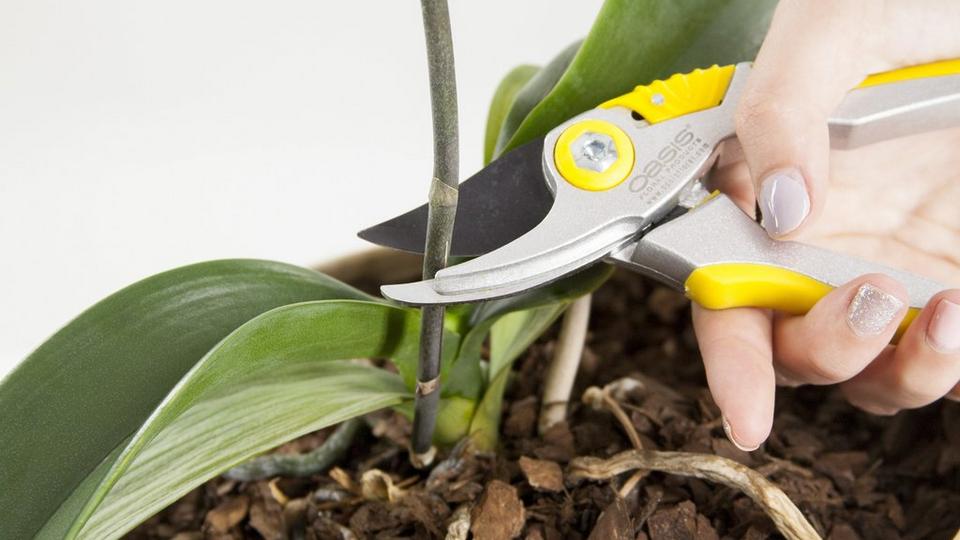 orchidCarePruneUnhealthy