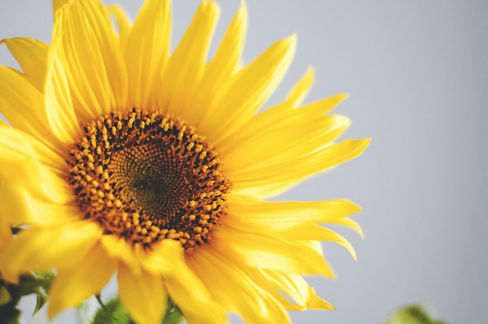 paccino-sunflowers