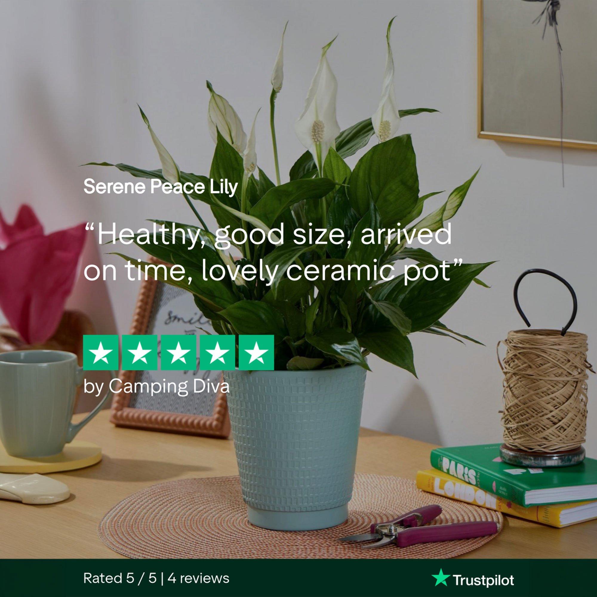 peace-lily-review