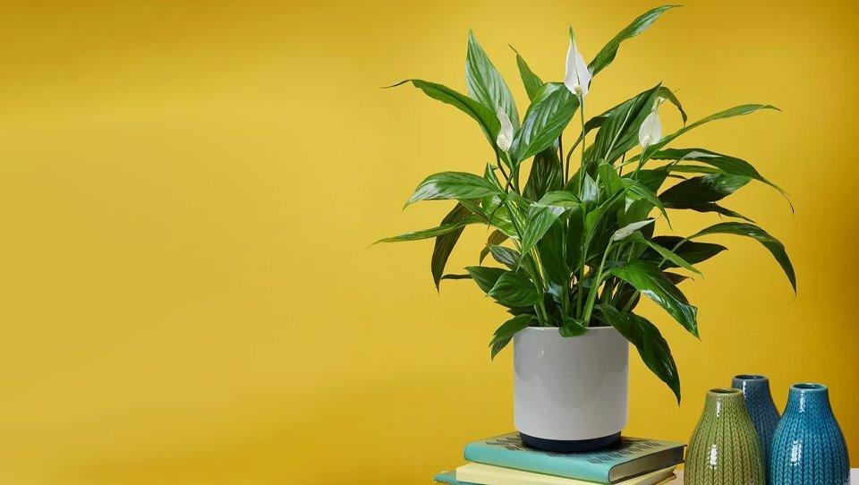 peace-lily_2