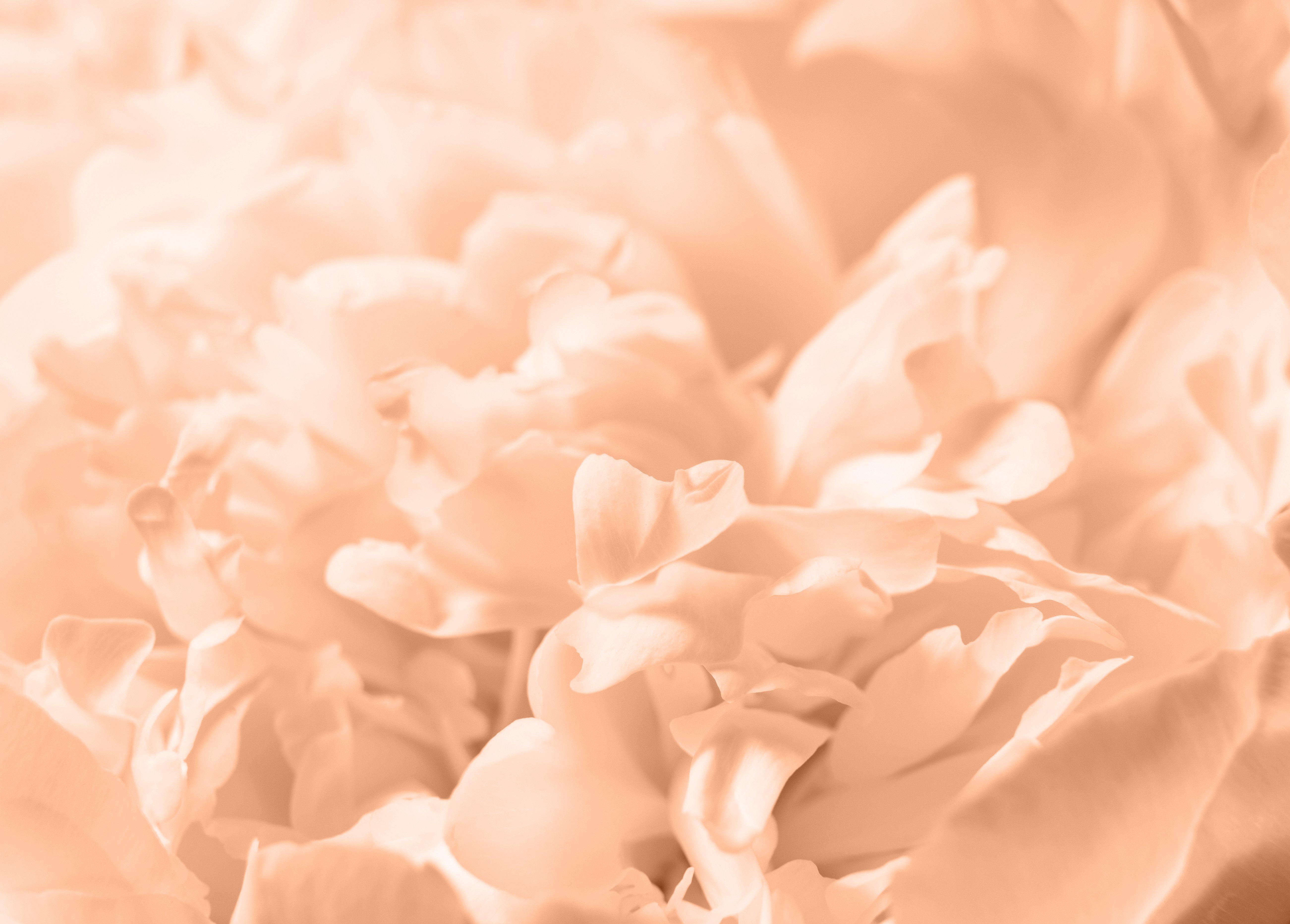 peach-flowers