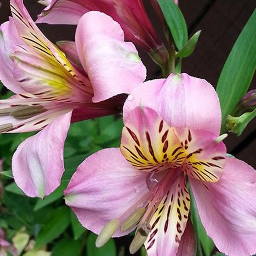 peruvian_lily