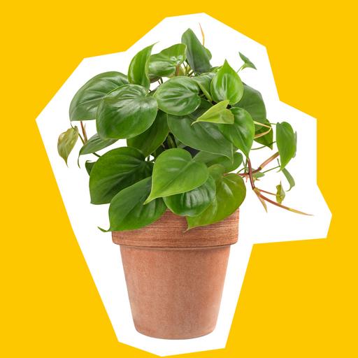 philodendron_1