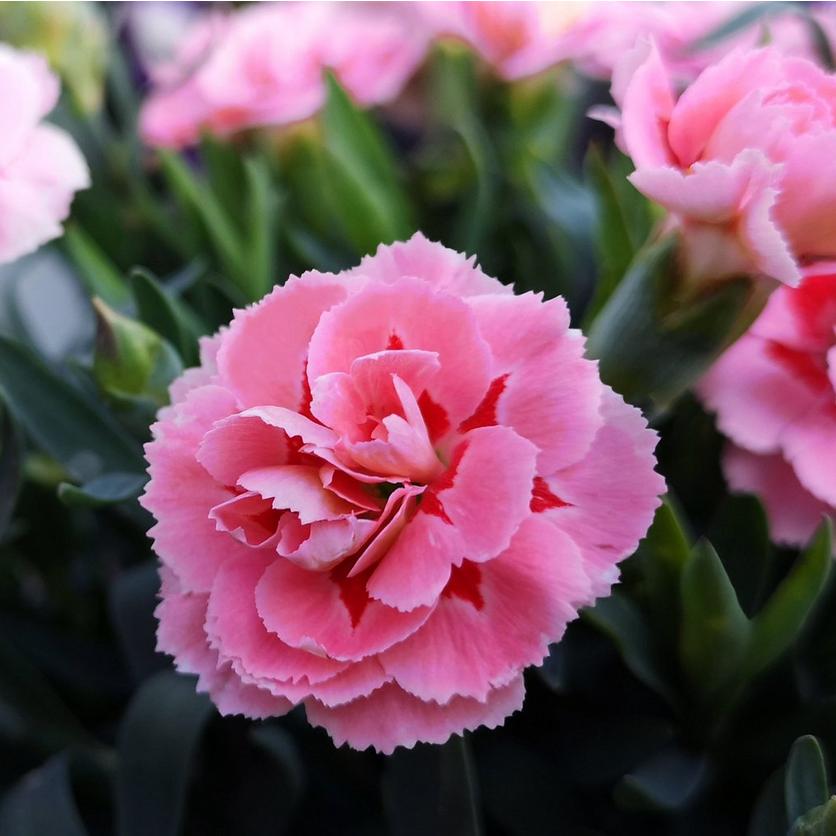 pink-carnation