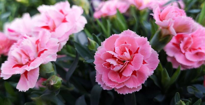 Carnation Meaning and Symbolism