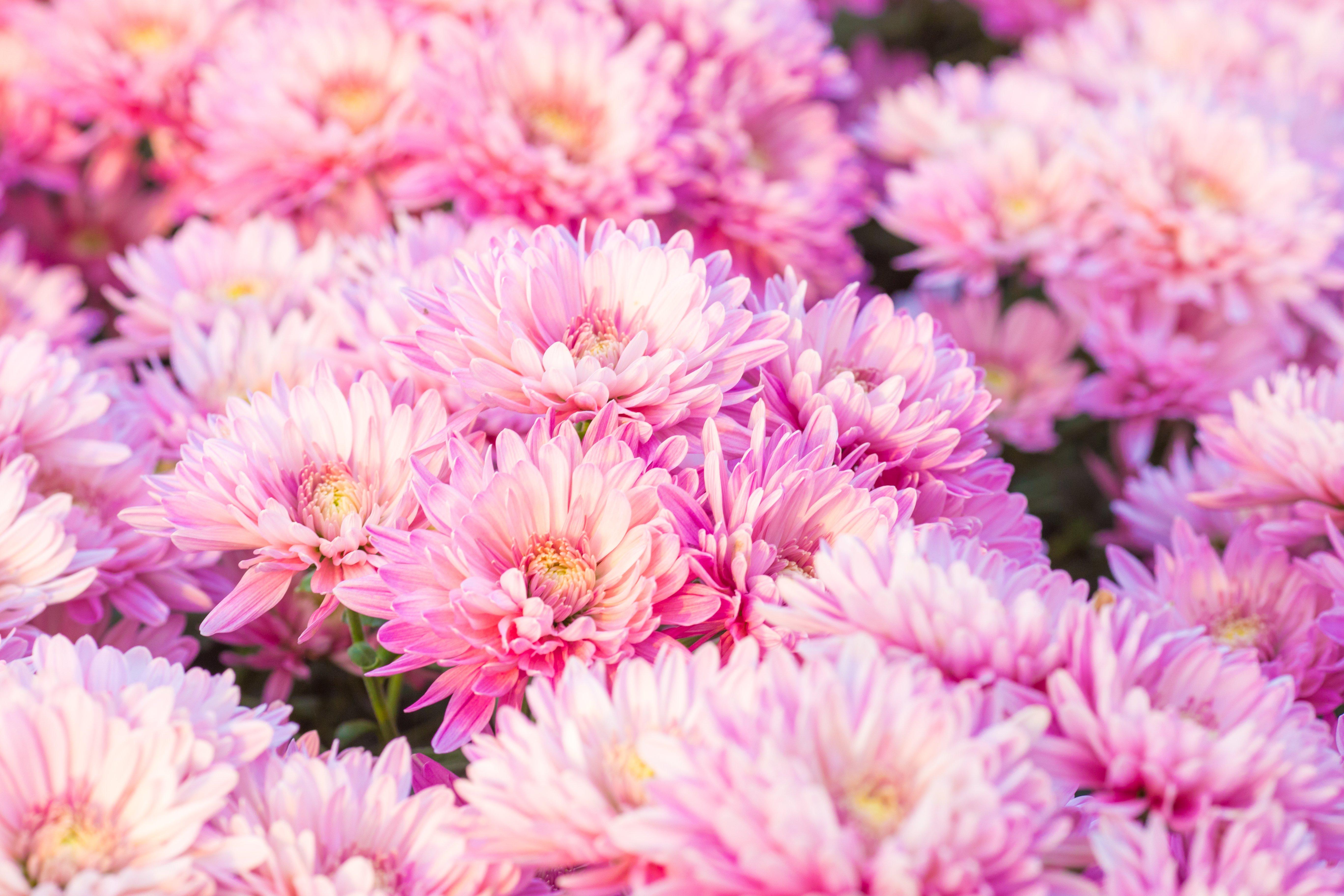 pink-chrysanthemums-MD