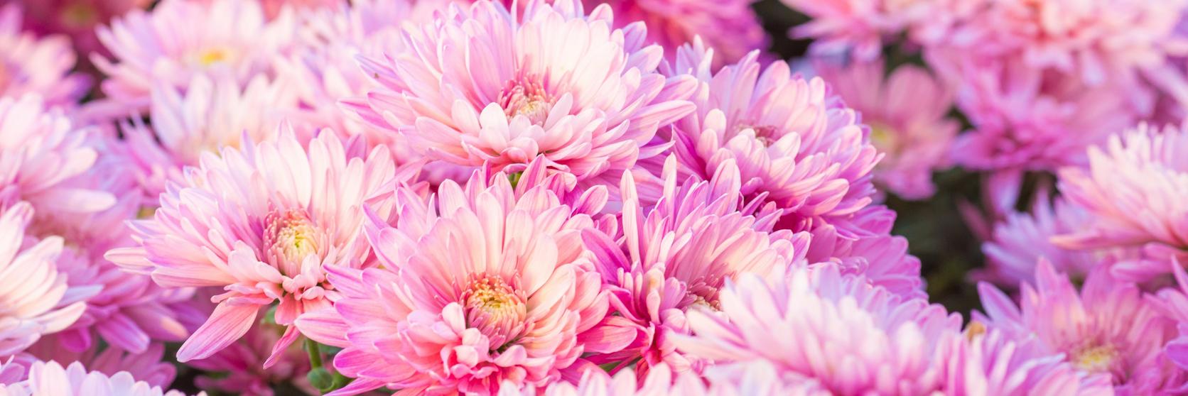 pink-chrysanthemums-MD