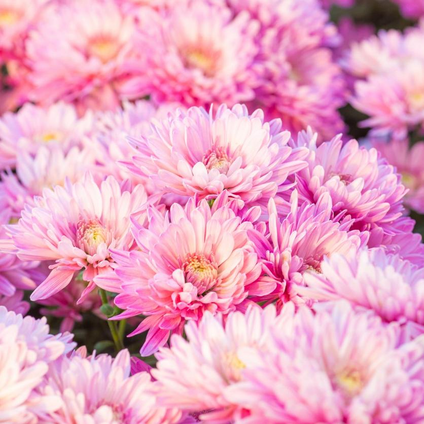 pink-chrysanthemums-MD