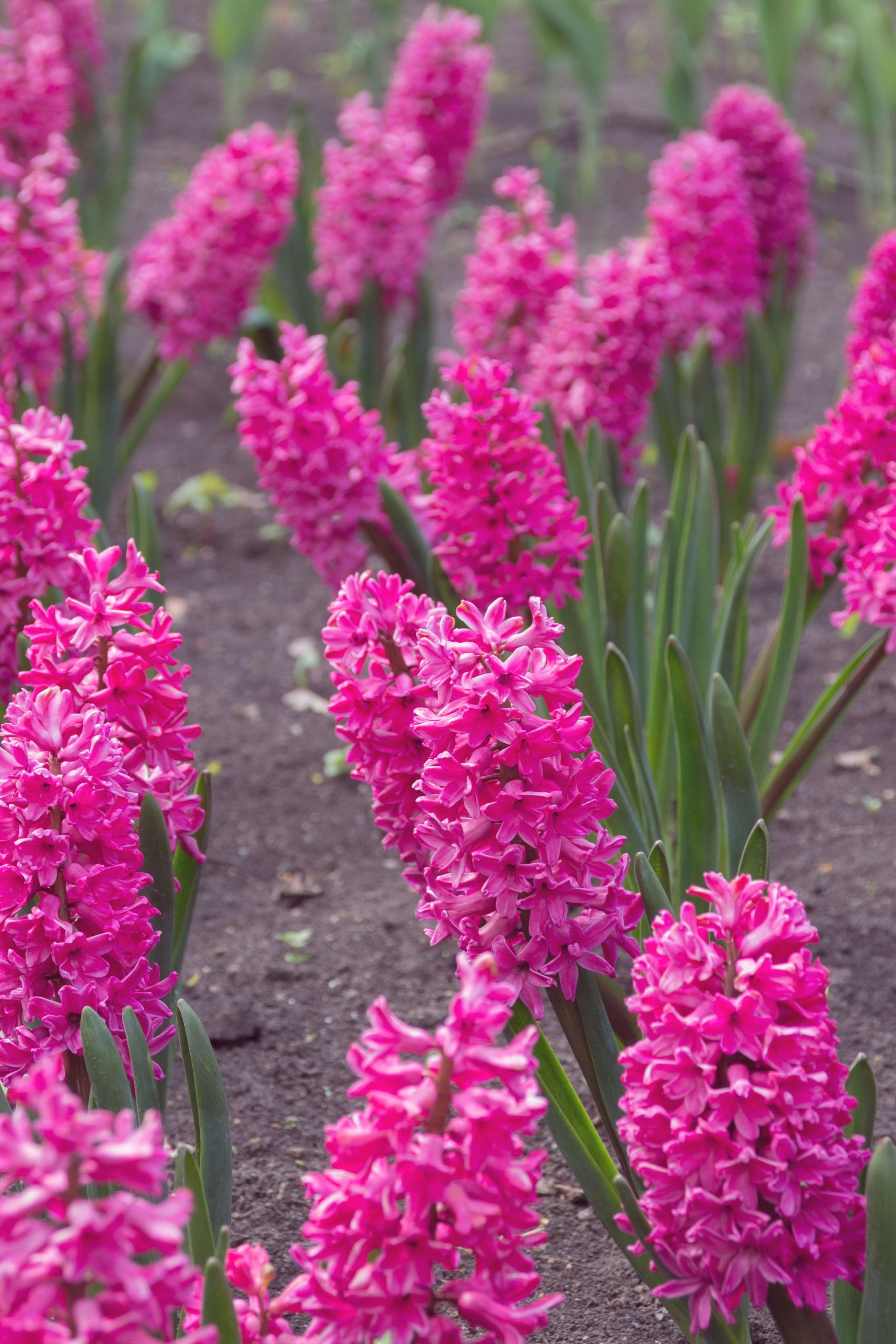 pink-hyacinths