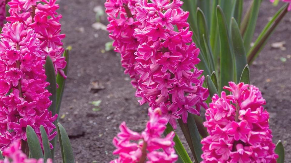 pink-hyacinths