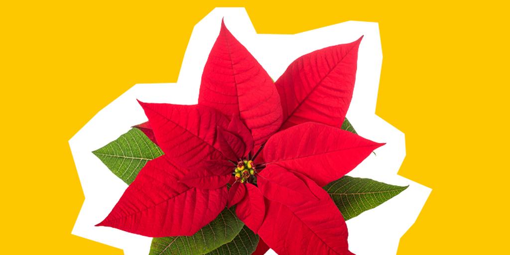 poinsettia_1