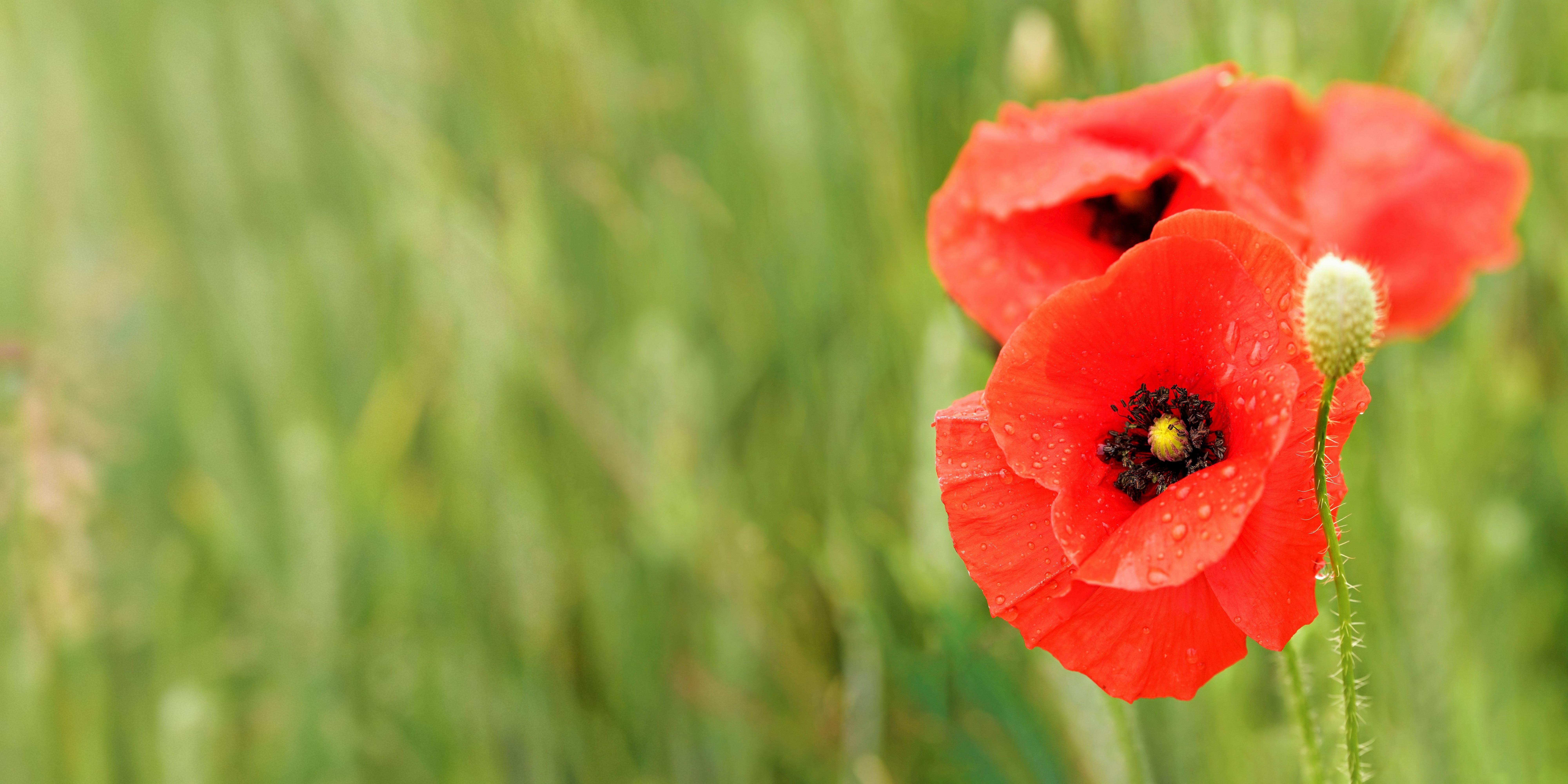 poppies-red-flowers-field