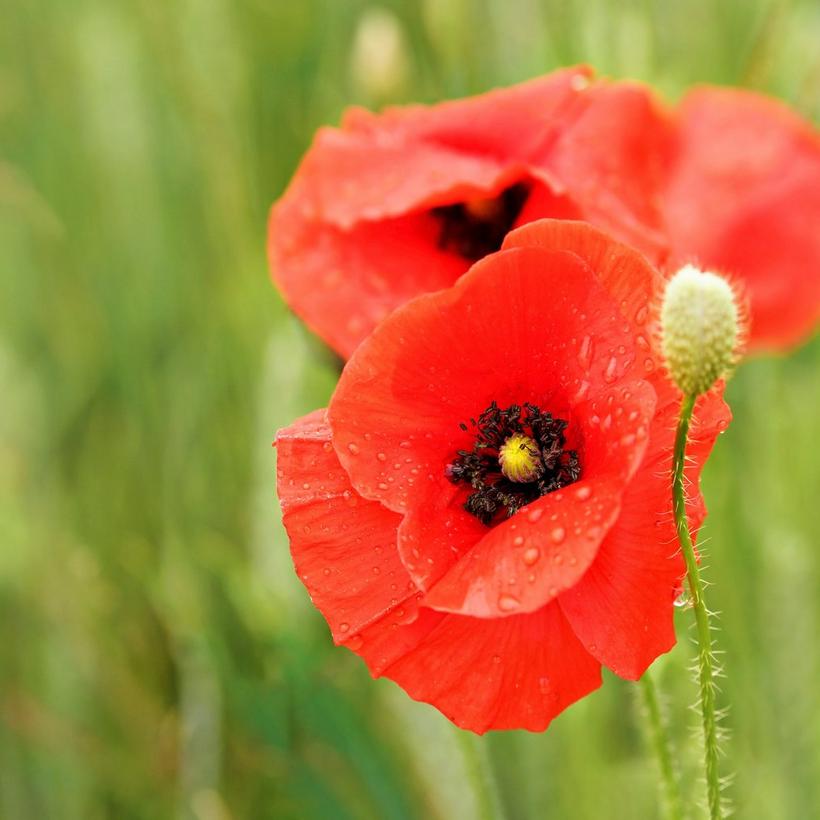 poppies-red-flowers-field