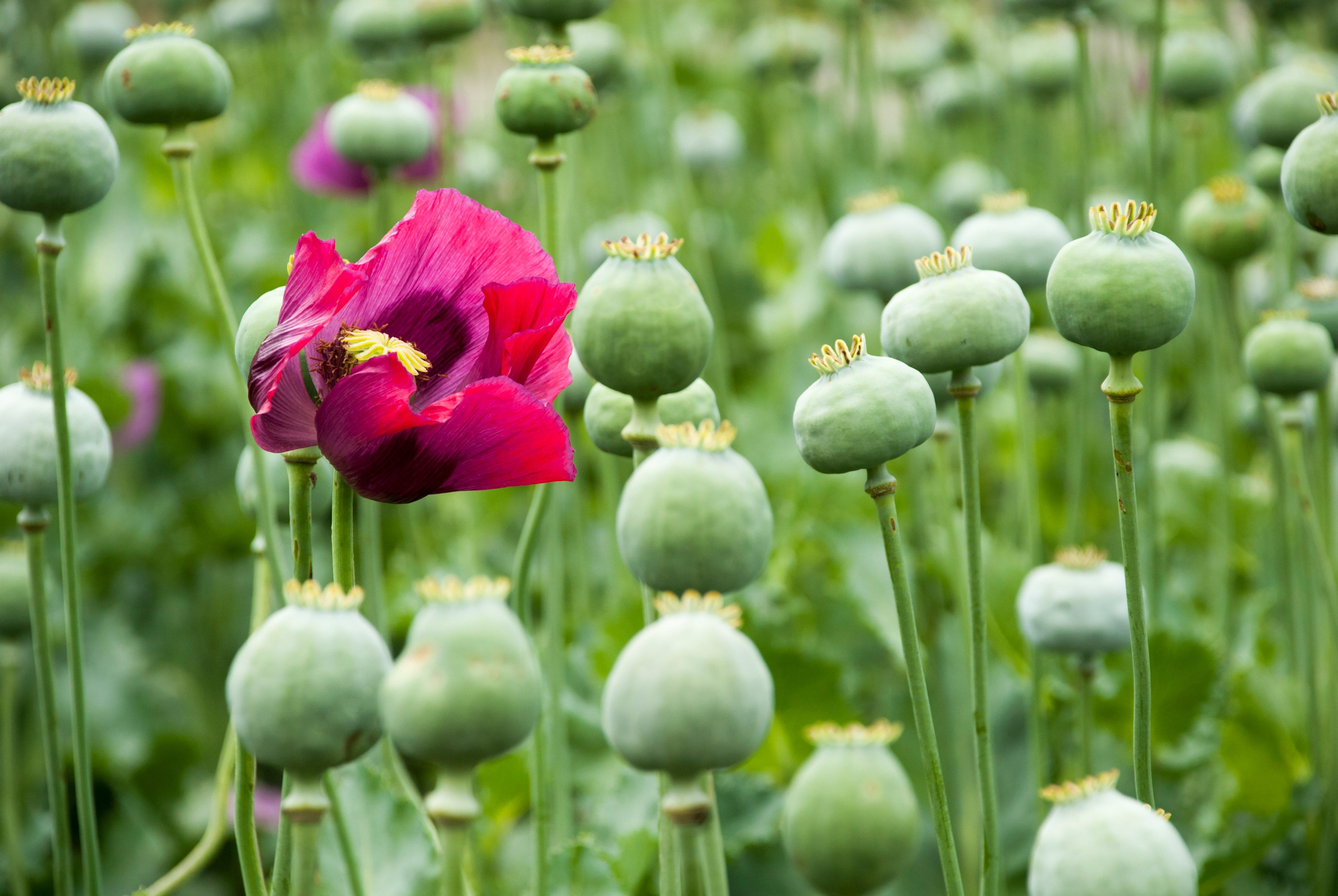 poppy-blooming-growing