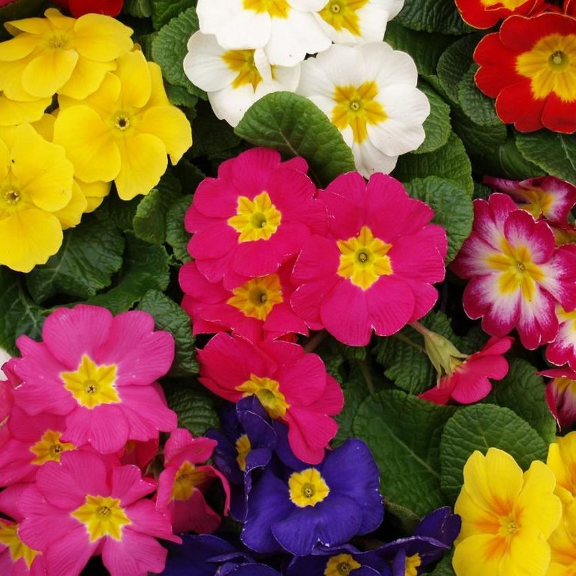 primrose-multicoloured-flowers