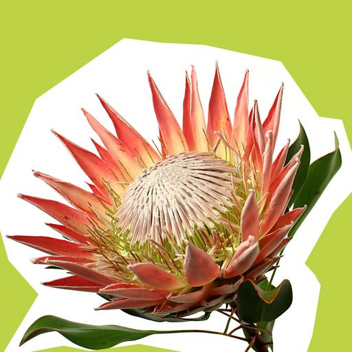 protea_2