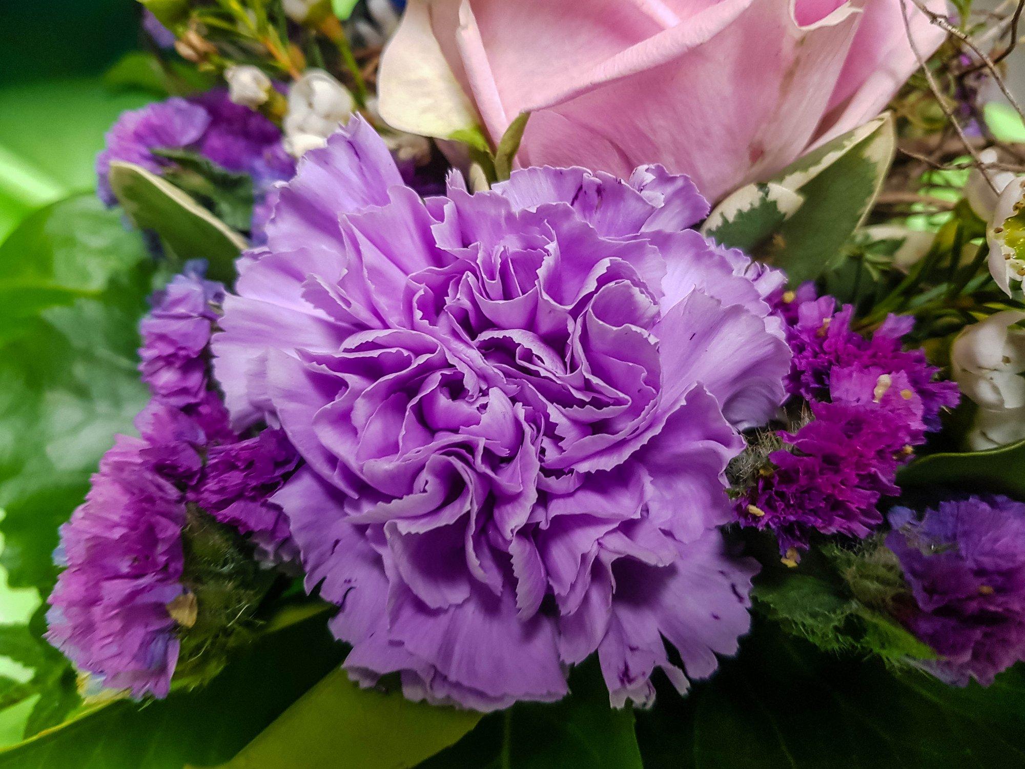 purple-carnation