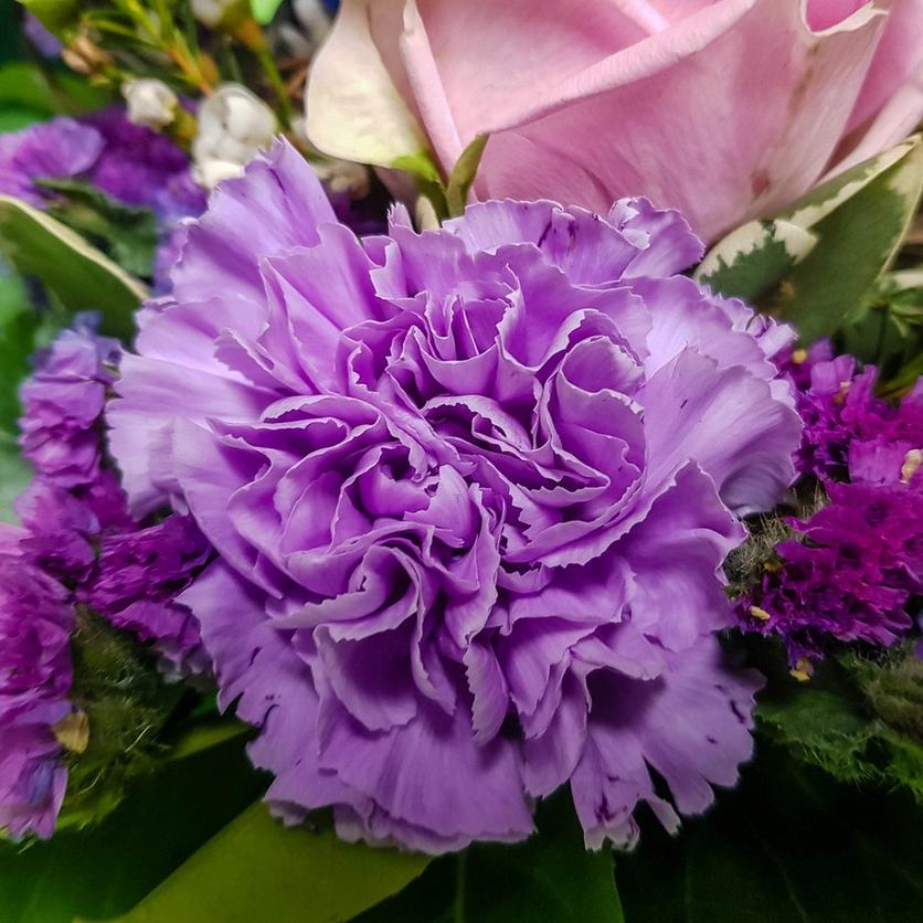 purple-carnation