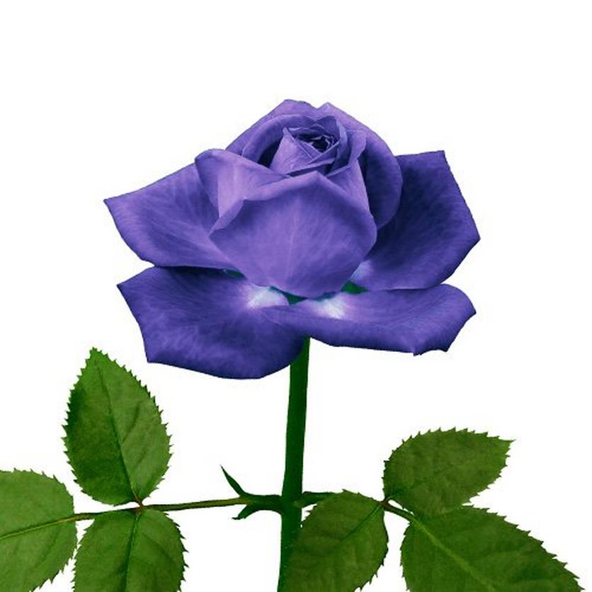 purple-rose