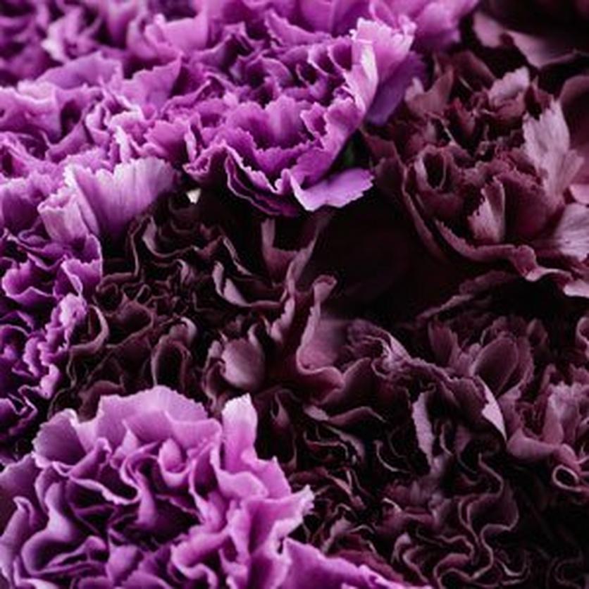 purplecarn