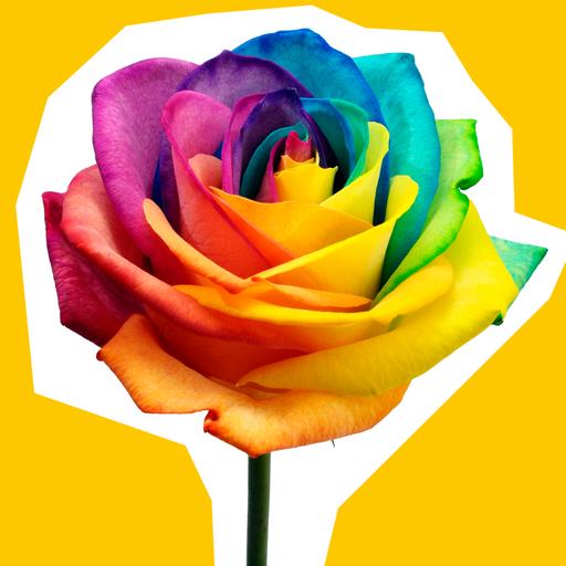 rainbow-rose