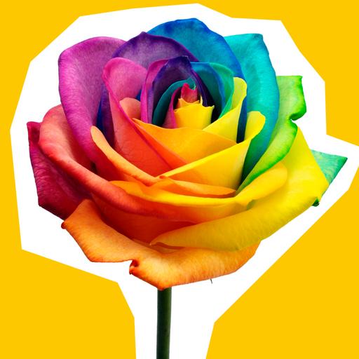 rainbow-rose