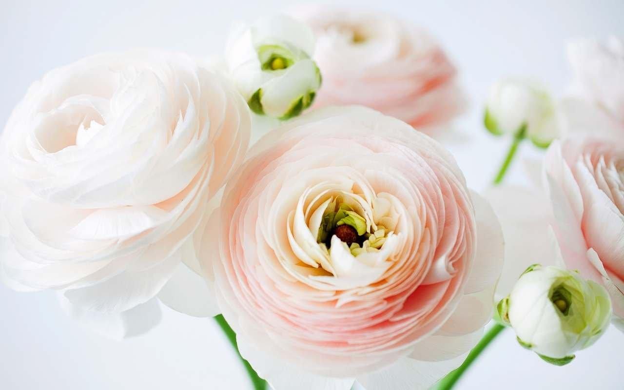 ranunculus-peach-white-flowers