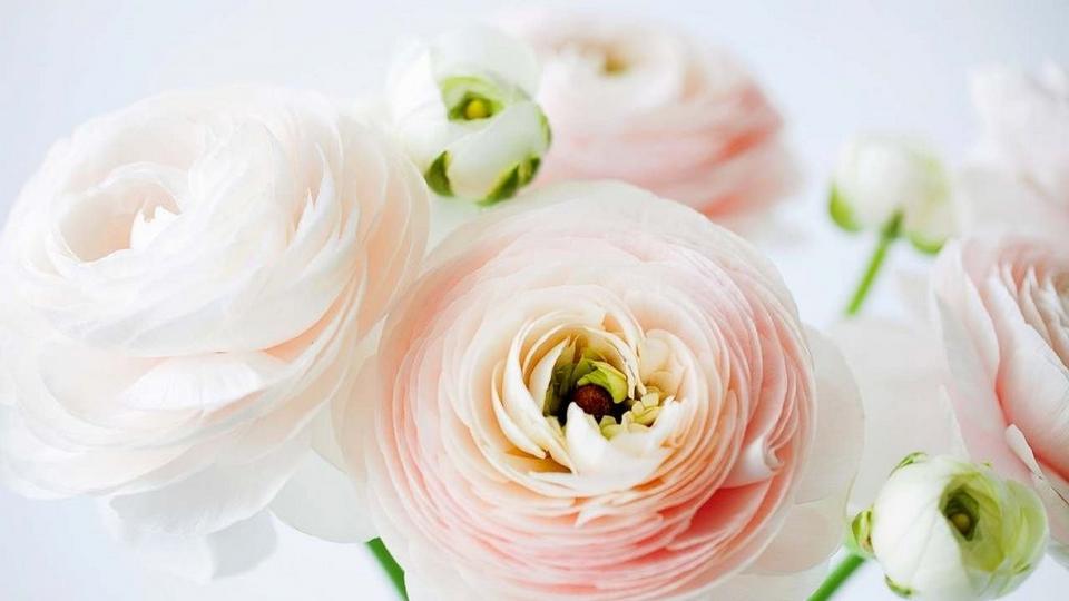 ranunculus-peach-white-flowers