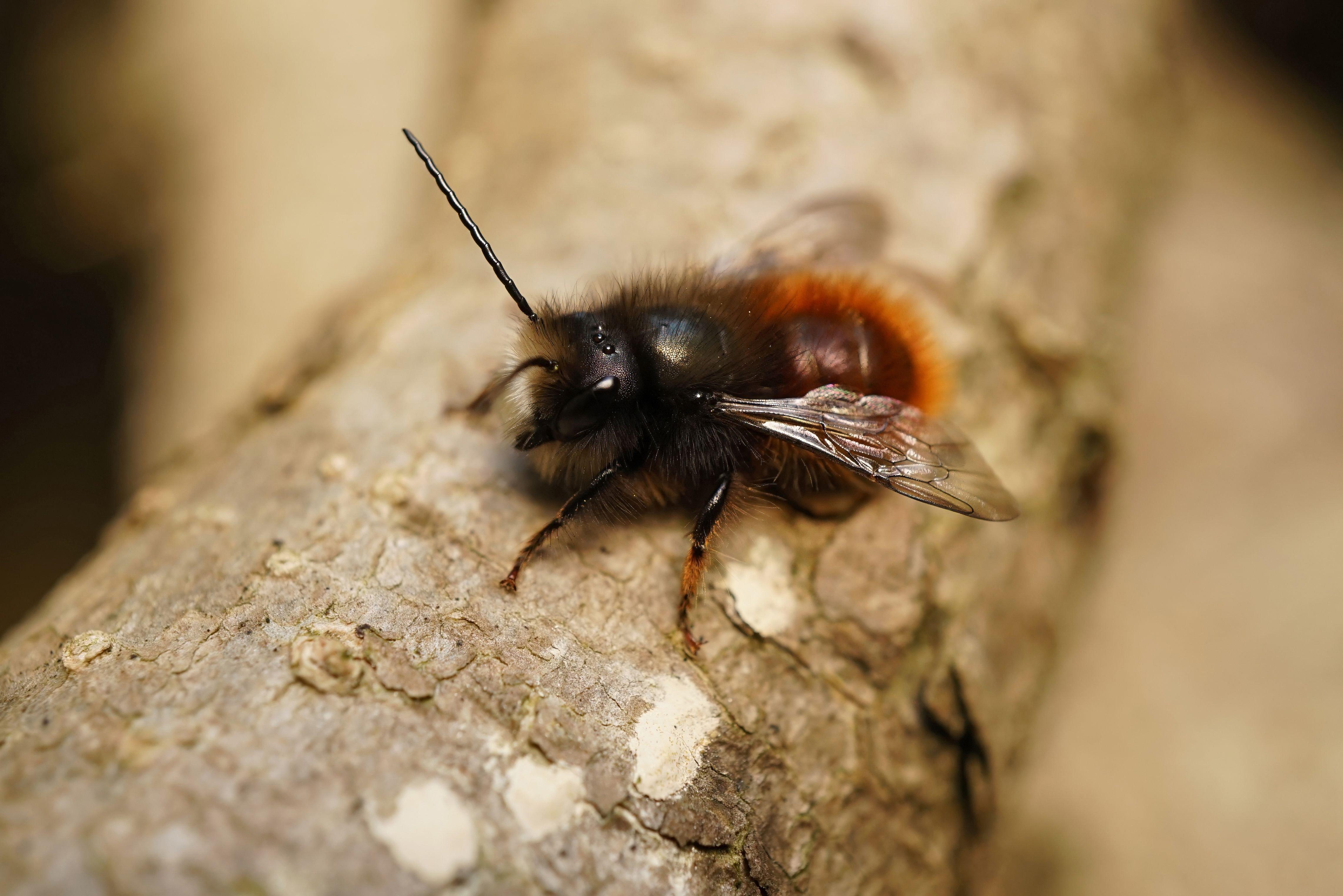 red-mason-bee
