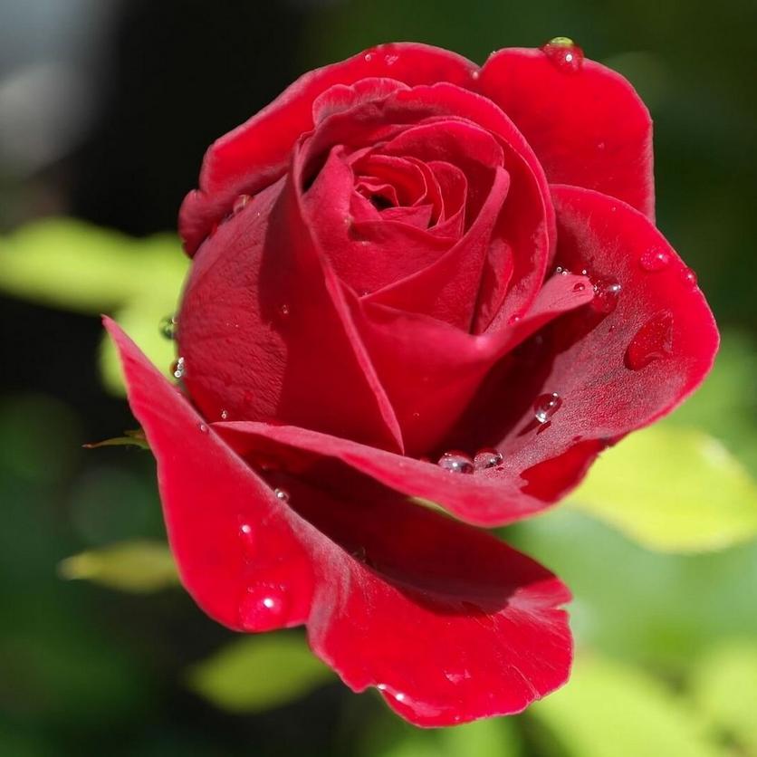 red-rose-single-flower