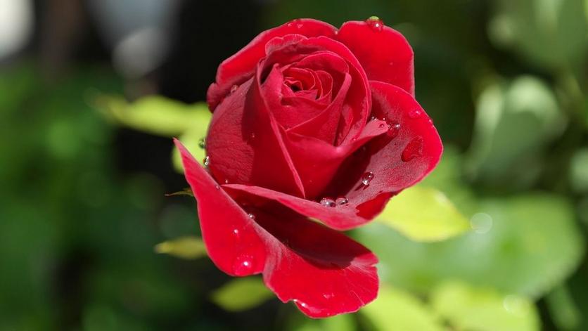 red-rose-single-flower