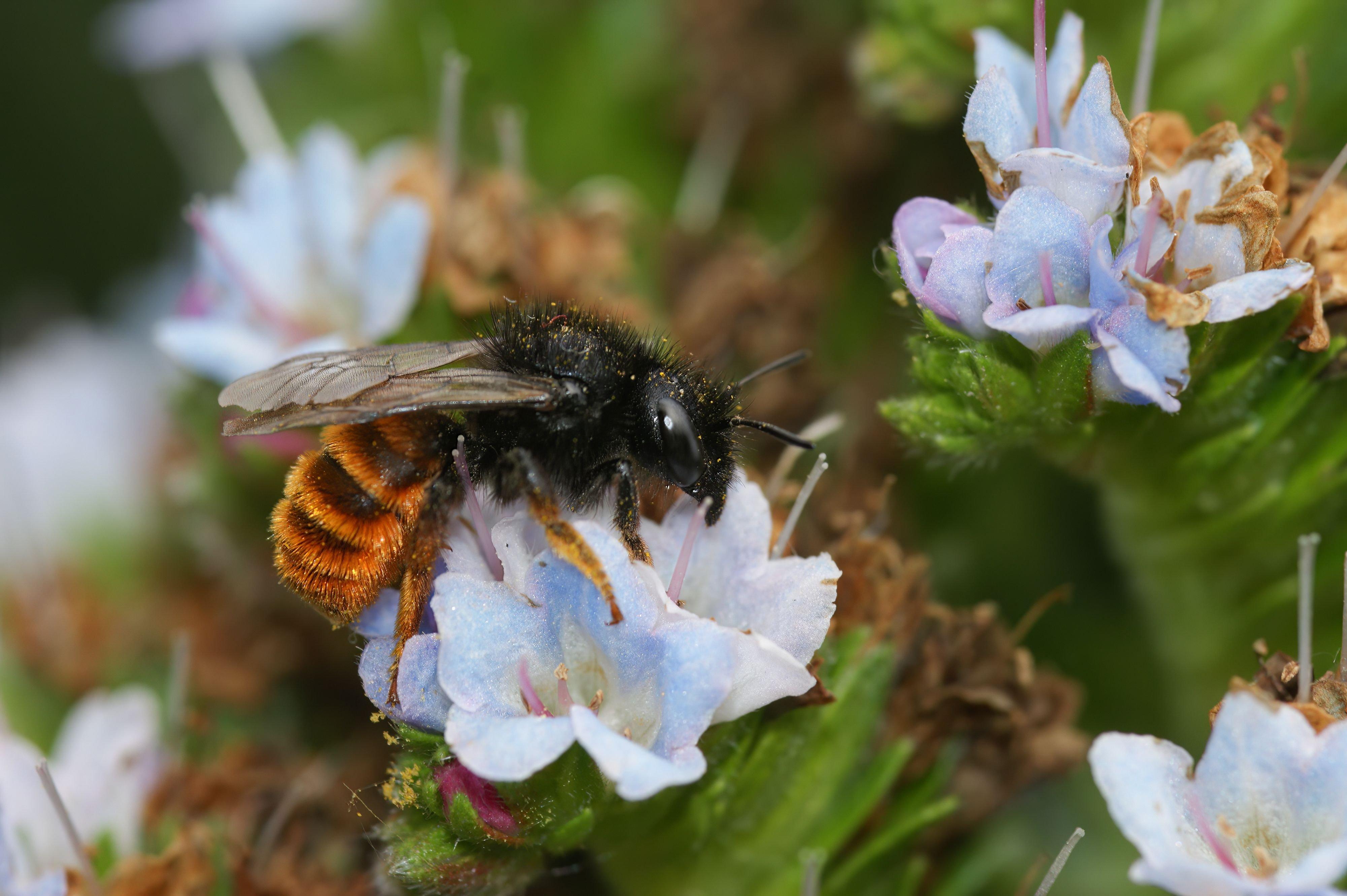 red-tailed-mason-bee