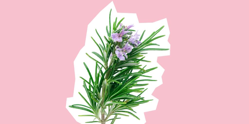 rosemary-1