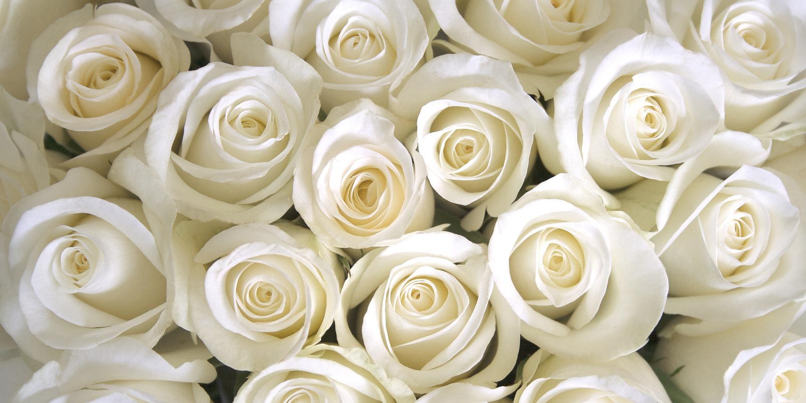 roses-white-flowers