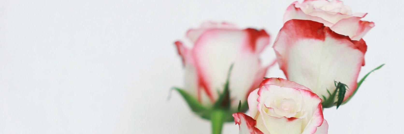 roses-white-pink
