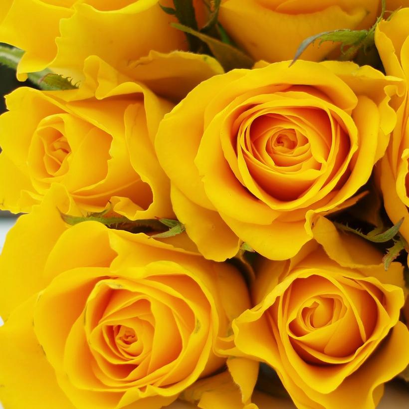 roses-yellow-flowers-bunch