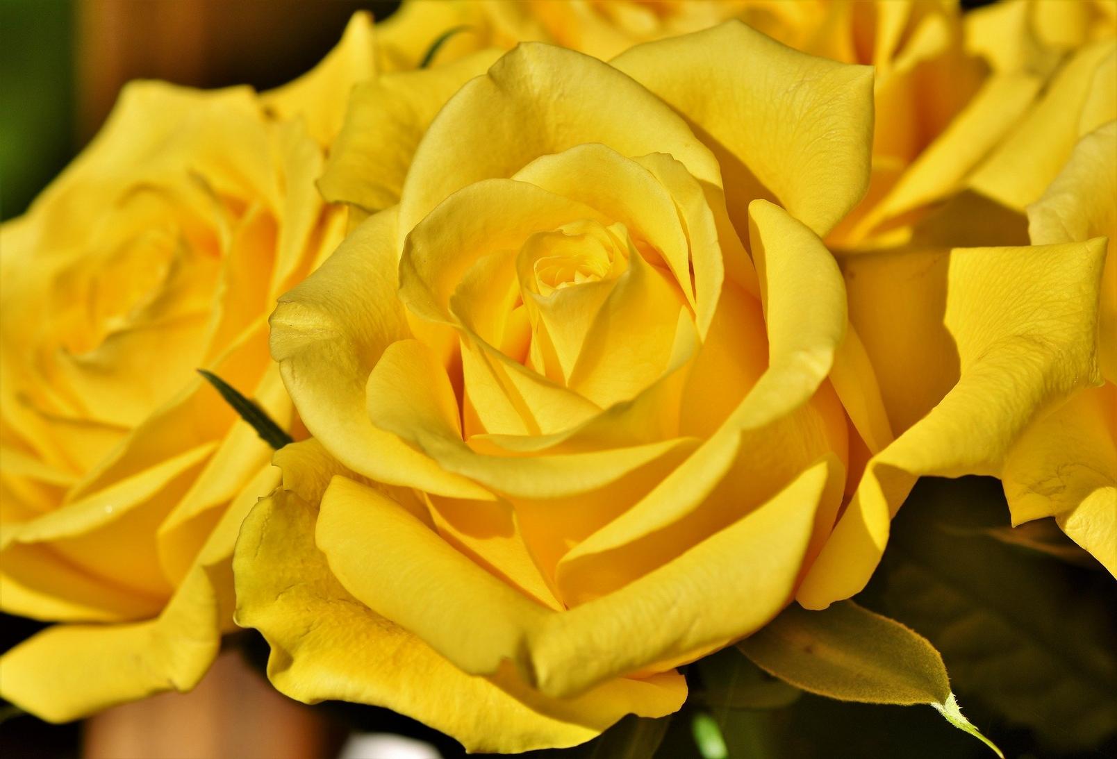 roses-yellow-flowers
