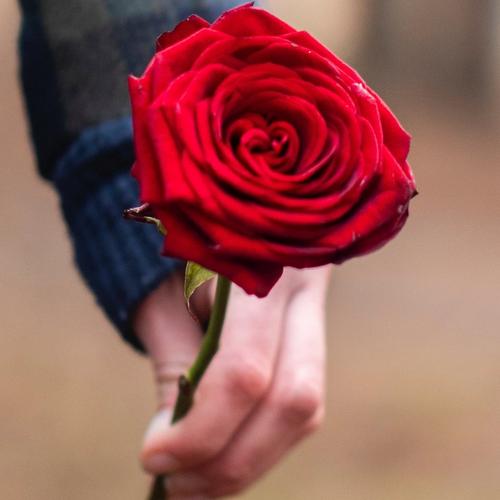 single-red-rose
