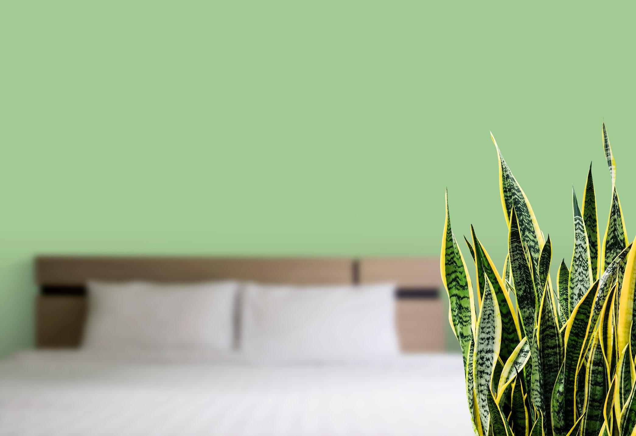 snake-plant-bedroom