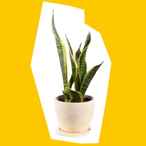 snake-plant-cut-out