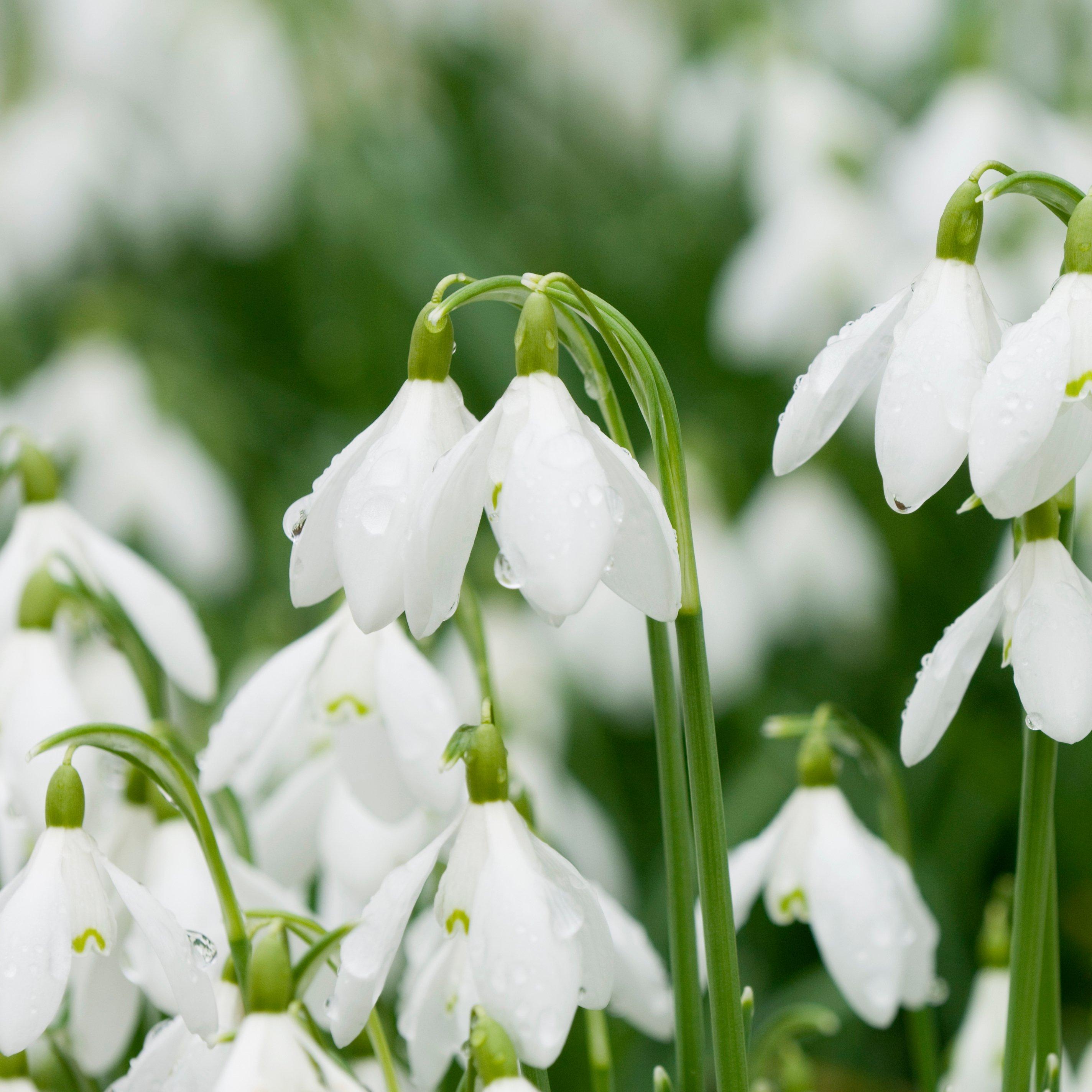 snowdrops-white-flowers