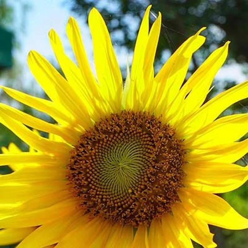 sunflower_1