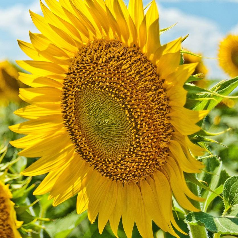 tall-sunflowers-giant
