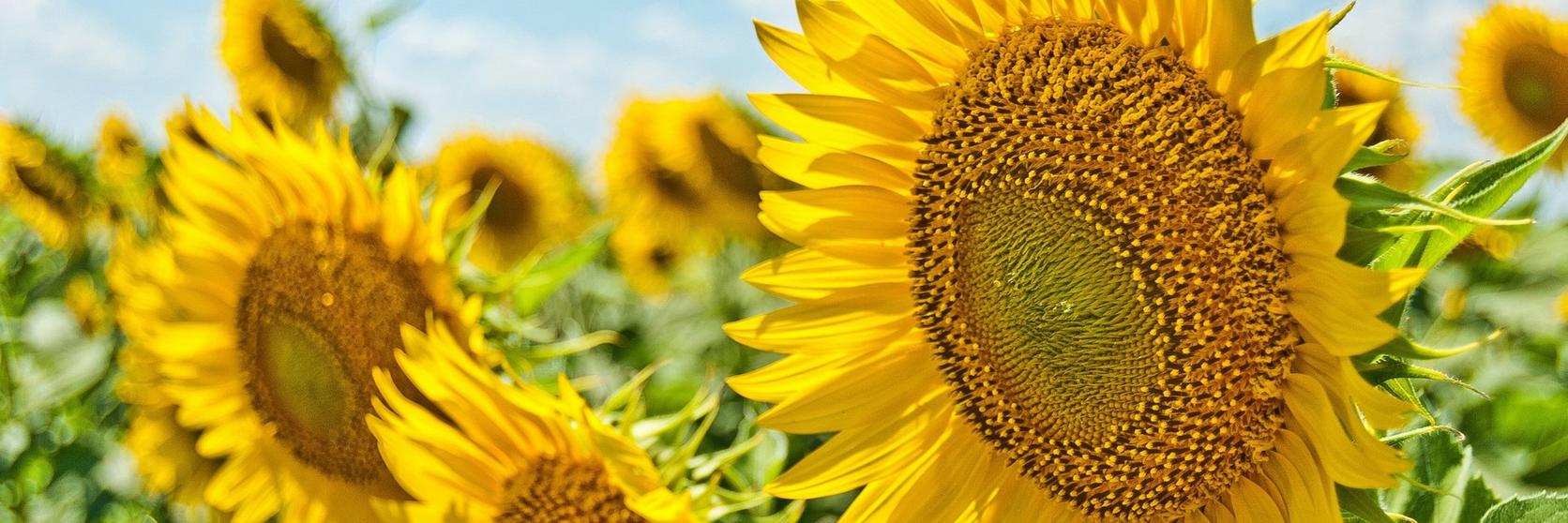 tall-sunflowers-green-field