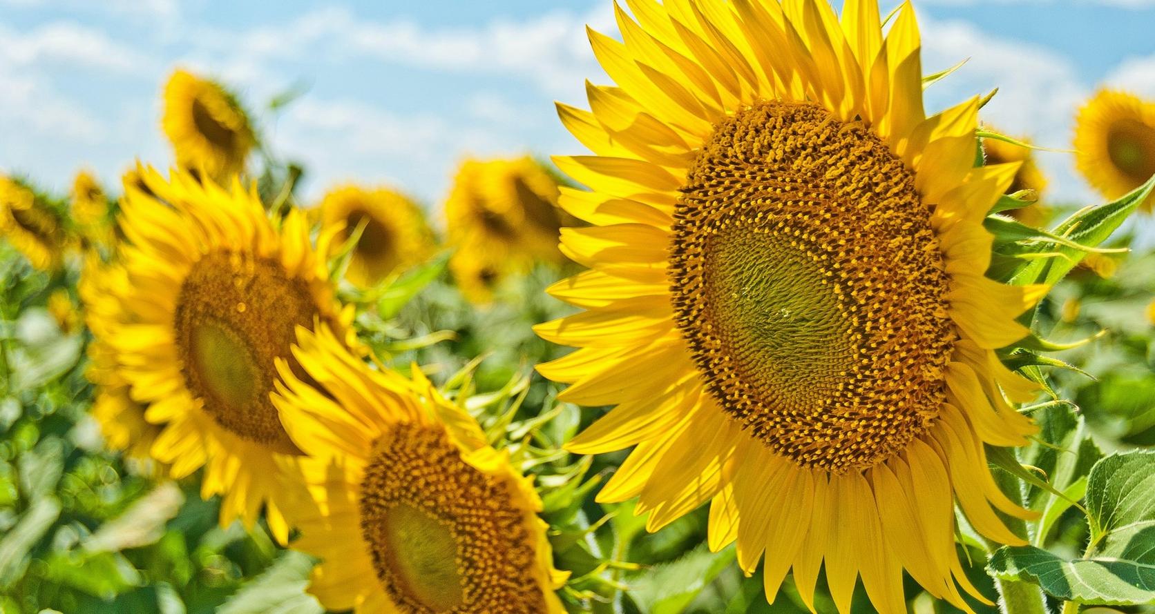 tall-sunflowers-green-field